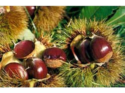 Castanea sativa ´Volou´ - kaštanovník