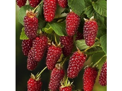 Rubus ´Tayberry Buckingham´ - malinoostružiník