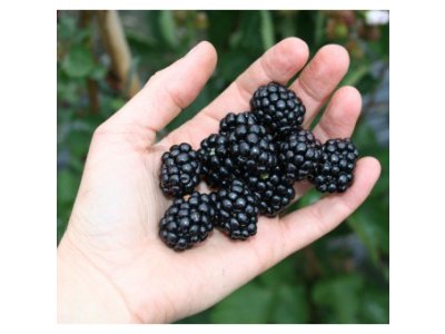 Rubus fruticosus ´Little Black Prince´ - ostružiník beztrnný zakrslý