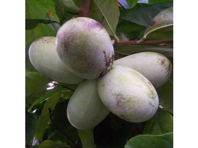 Asimina triloba cv. ´Belle´ - muďoul trojlaločný