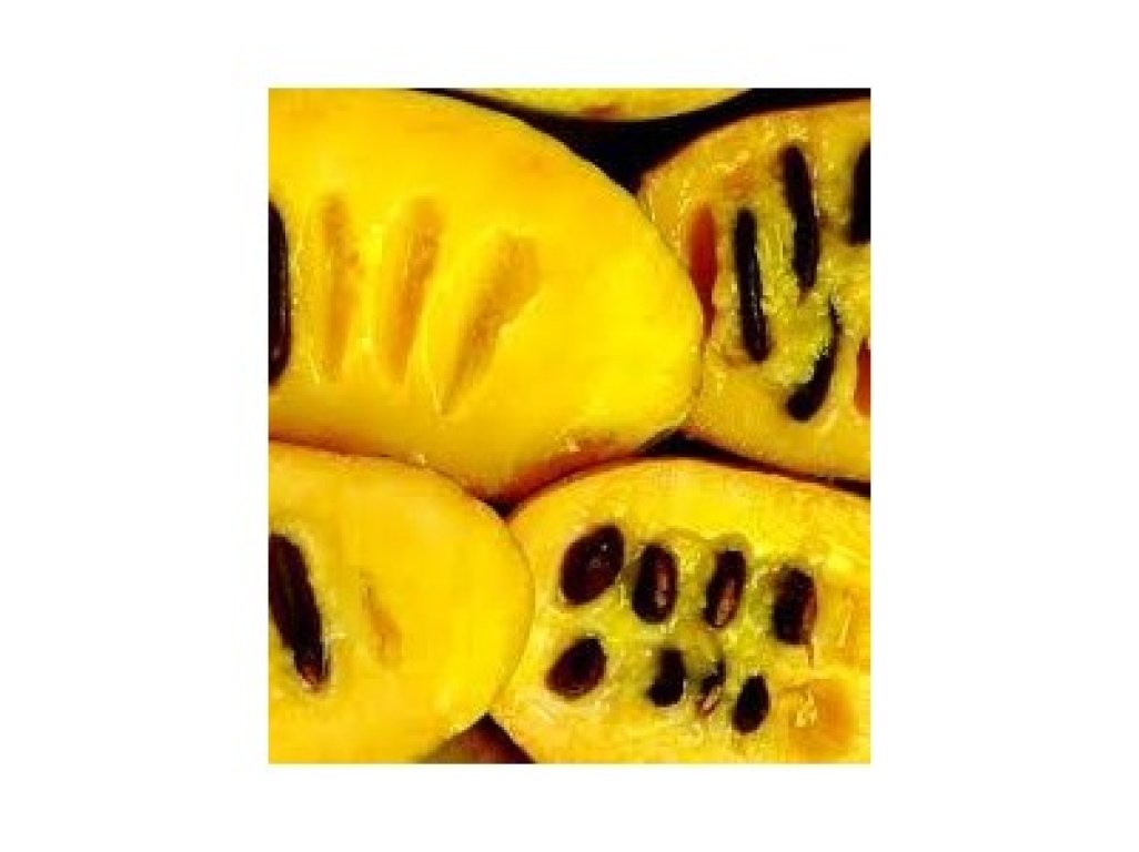 Asimina triloba cv. ´Sweet Virginia´ - muďoul trojlaločný /poslání od 02/2026/