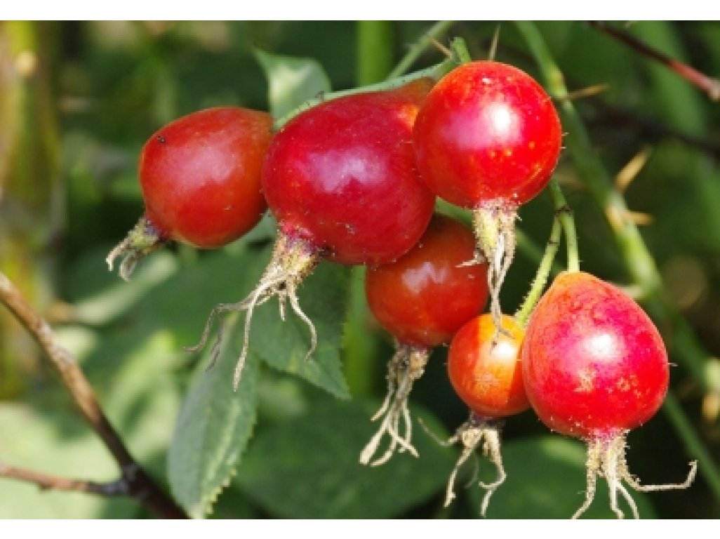 Rosa villosa ´Karpatia´ - růže dužnoplodá