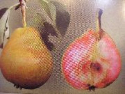 Pyrus communis ´Krvavka Letná´ (Krvavnička) - letní odrůda