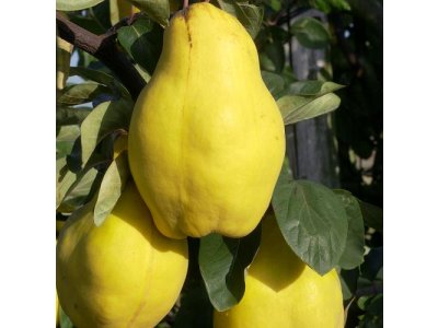 Cydonia oblonga ´Vranja´  - kdouloň hrušková
