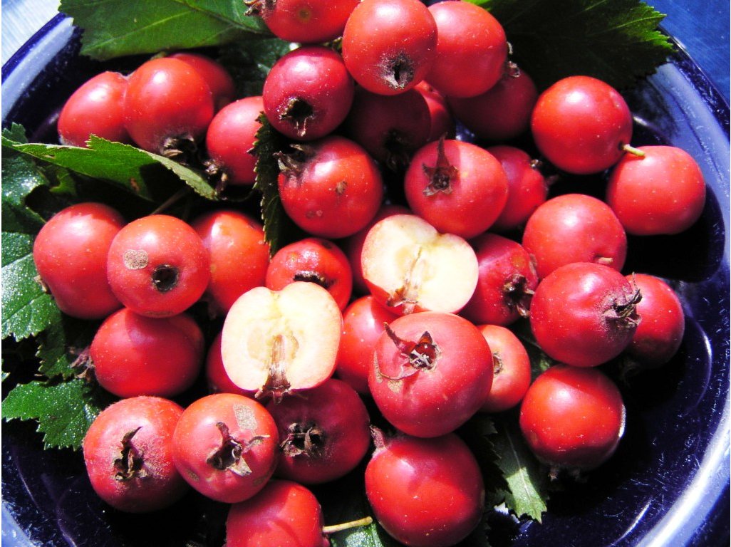 Crataegus pedicellata  - hloh javorolistý - podzimní akce