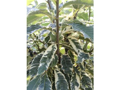 Castanea satica ´Variegata´  - kaštanovník km100cm