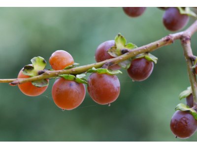 Diospyros lotus - Tomel obecný - vhodný jako podnož