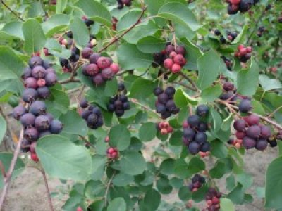 Amelanchier alnifolia ´Martin´ - muchovník olšolistý