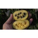 Samosprašné odrůdy - self - pollinating variety