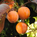 Tomely Ebenovníky Persimmons