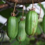 Actinidia - kiwi