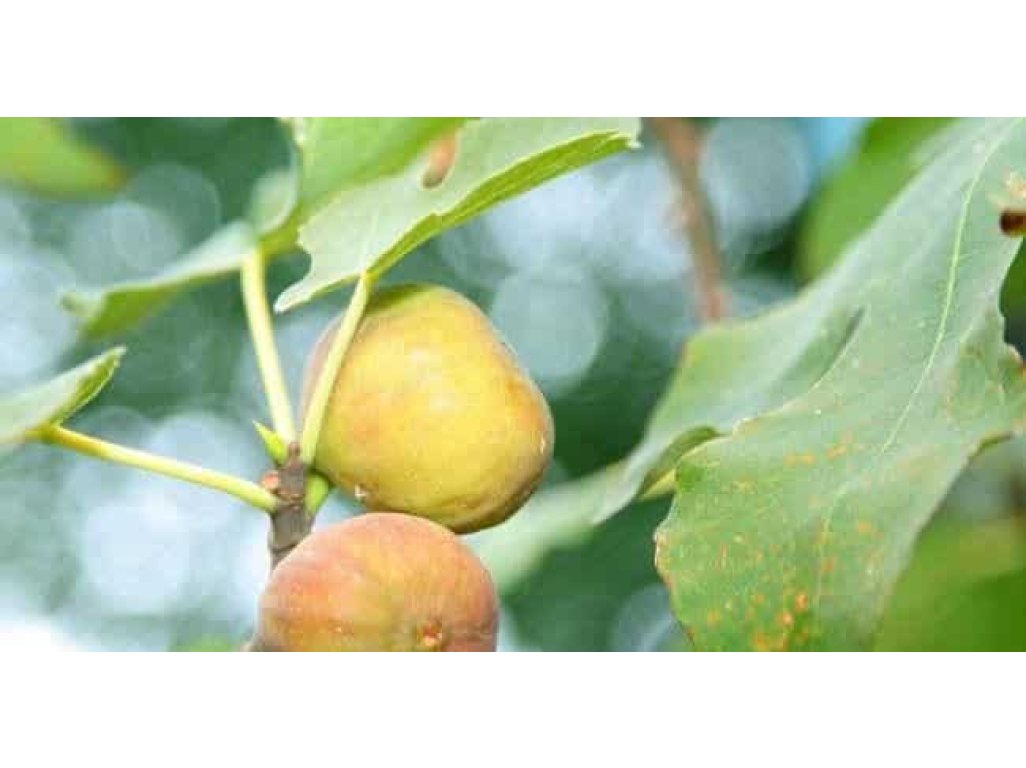 Ficus carica ´Francuesco´ - světloplodá odrůda