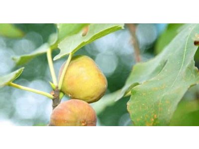 Ficus carica ´Francuesco´ - světloplodá odrůda