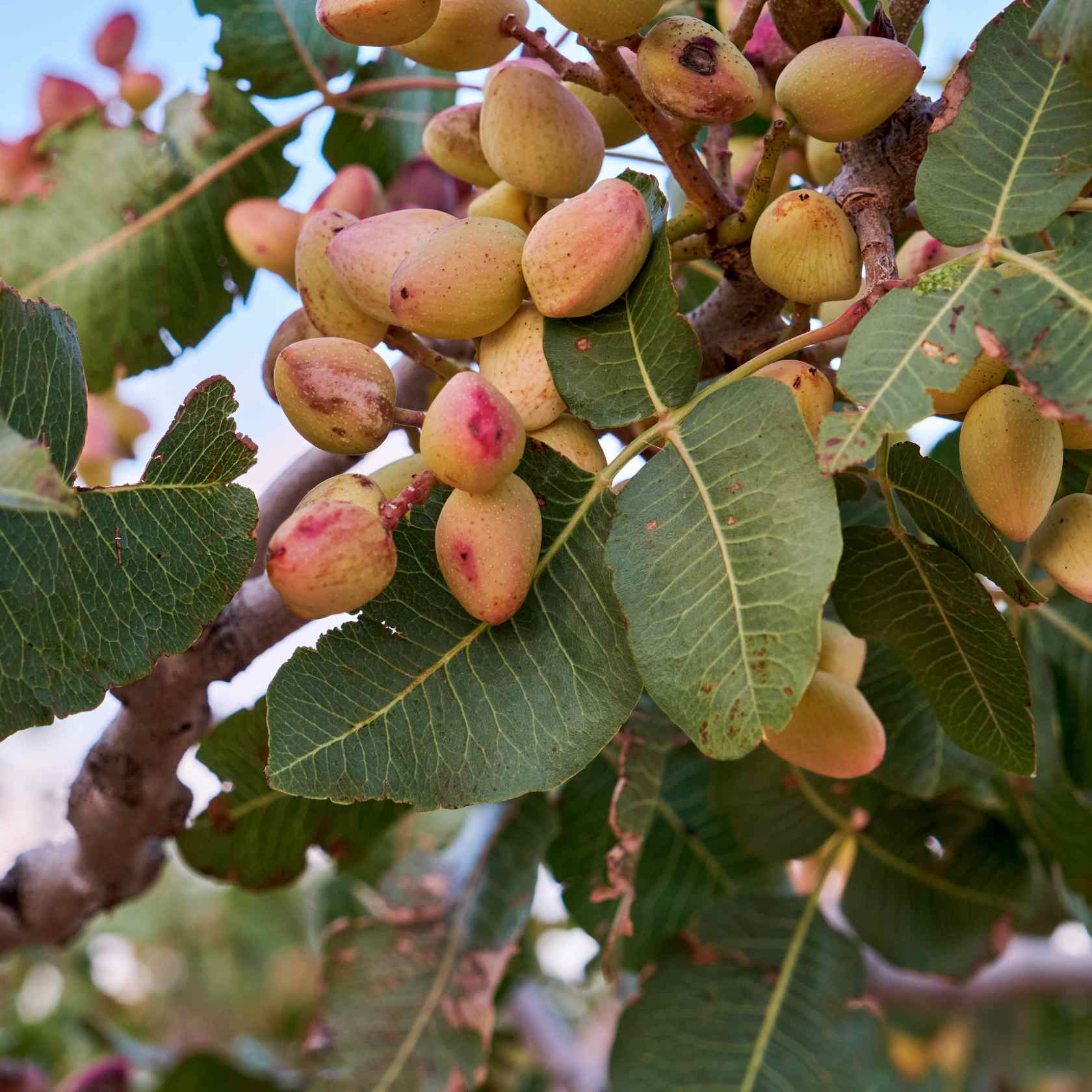Pistácie - pistacia - pistachio
