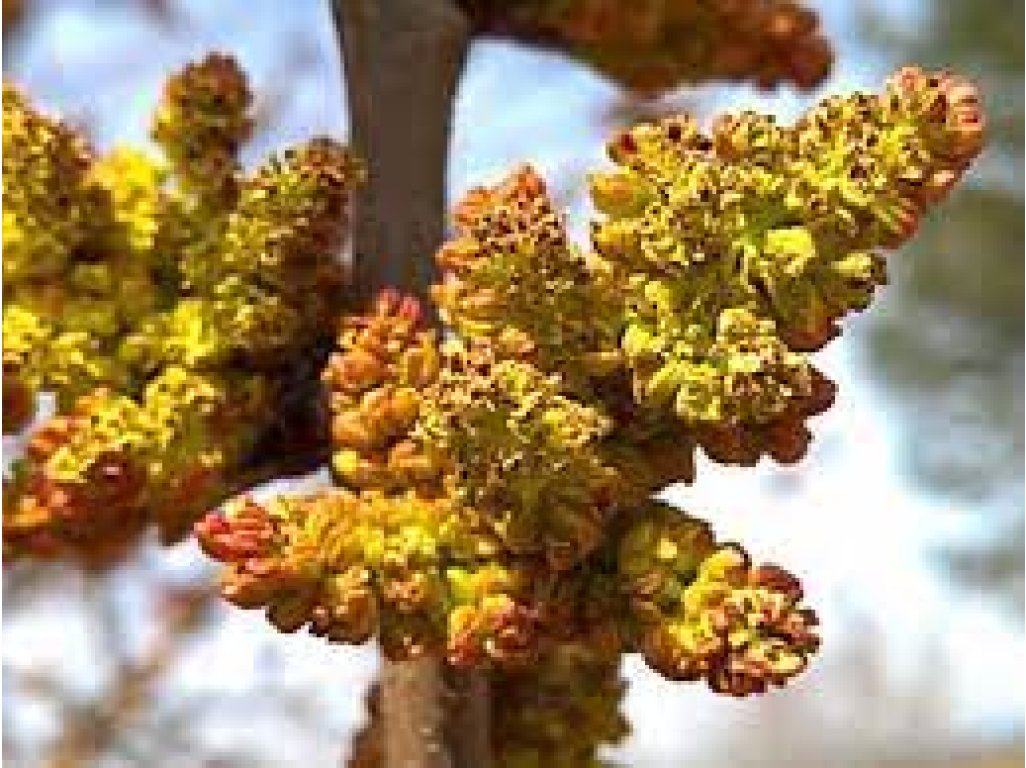 Pistacia vera ´Delta´ - polinator - samčí rostlina opylovač