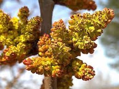 Pistacia vera ´Delta´ - polinator - samčí rostlina opylovač