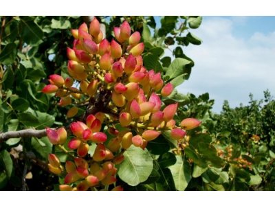 Pistacia vera ´Aegina´ - female - samiční odrůda