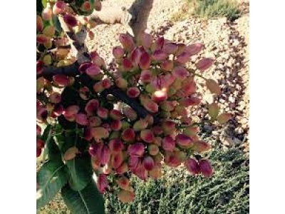 Pistacia vera ´Sirora´ - female - samičí odrůda