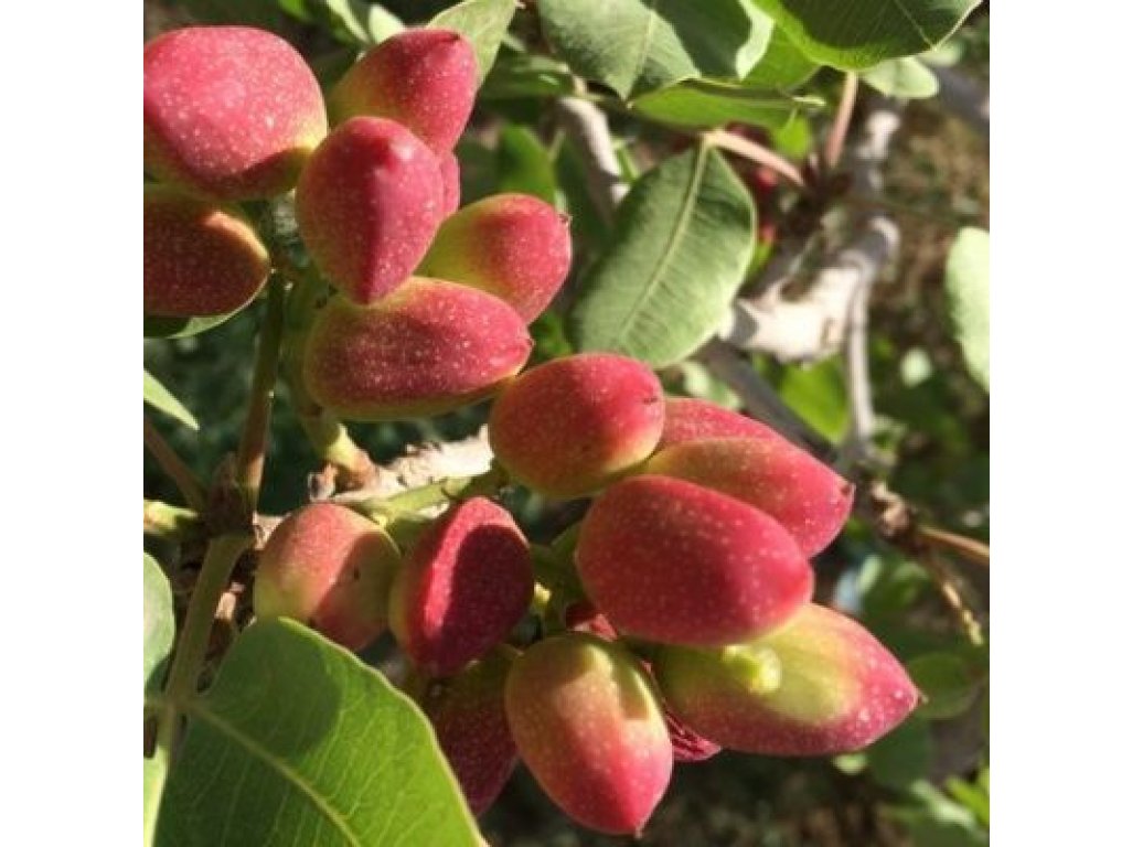 Pistacia vera ´Kerman´ - female - samičí odrůda