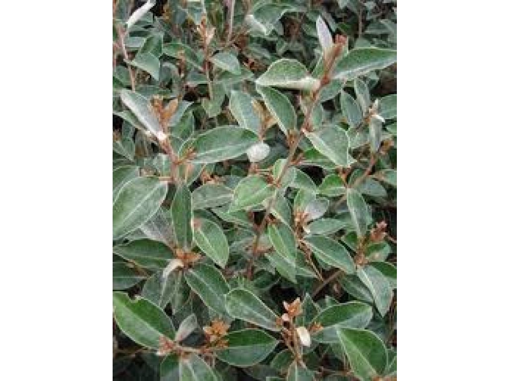 Elaeagnus x ebbingei ´Compacta - hlošina ebbingeova