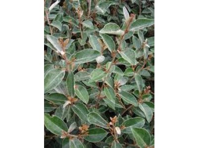 Elaeagnus x ebbingei ´Compacta - hlošina ebbingeova
