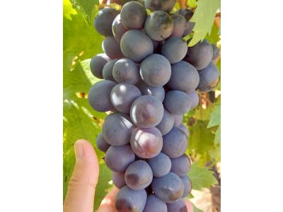 Vitis vinifera ´Klubičnyj´ - velkoplodá modrá odrůda