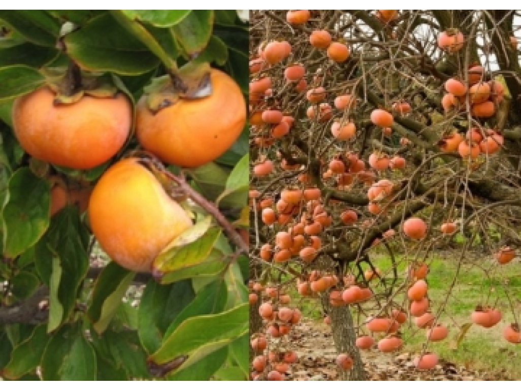 Diospyros kaki ´Ragno´ - japanese persimmon