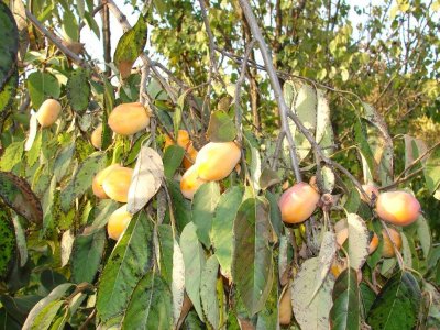Diospyros virginiana ´Geneva Long´  - hardy persimmon /diospyros lotus /SUMMER 2026/