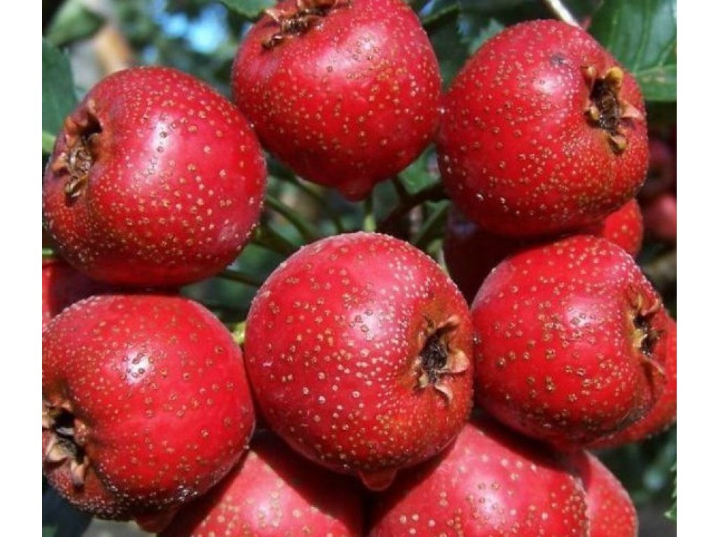 Crataegus pinnatifida ´Early Mao Mao´ - hloh zpeřenoklanný