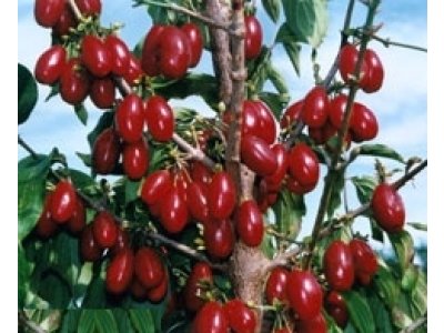 Cornus mas ´Jolico´ - velkoplodá odrůda
