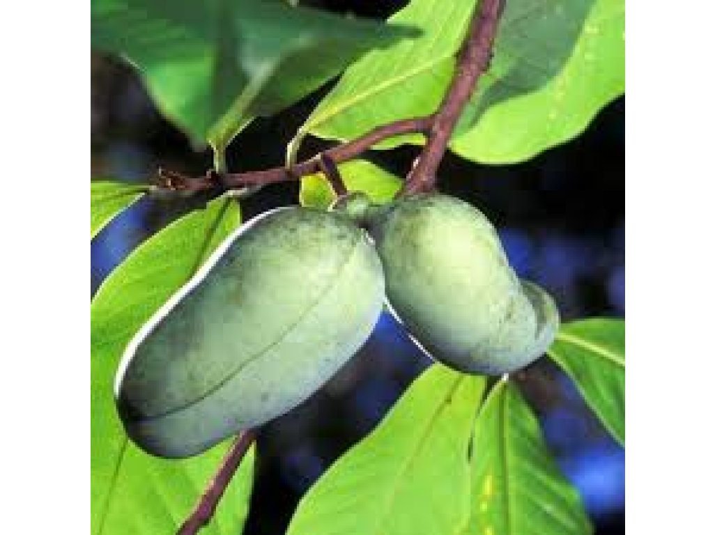 Asimina triloba - seedling - muďoul trojlaločný - semenáček