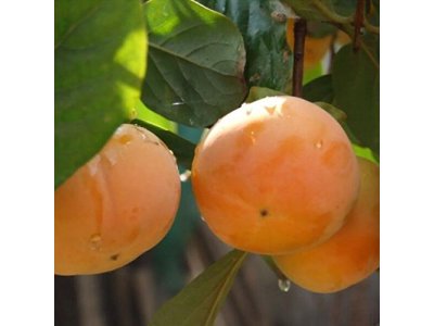 Diospyros kaki ´Sharon´ - japanese persimmon /doporučuji stromek ponechat v květináči do konce V. a pak vysadit/