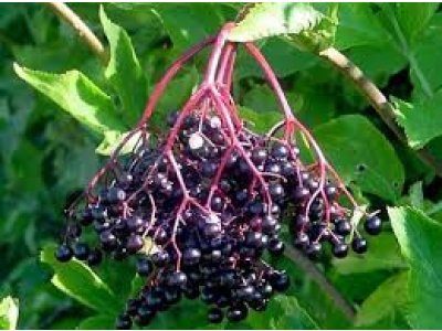 Sambucus nigra ´Sambo´ - bez černý plodová odrůda