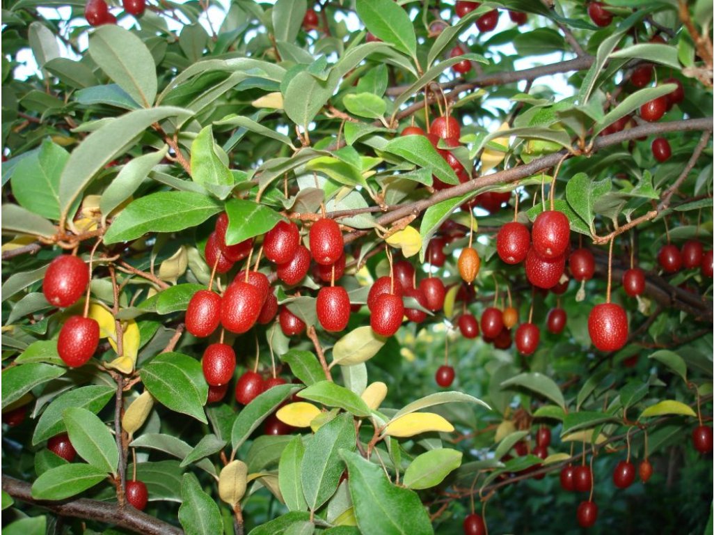 Elaeagnus multiflora ´Leonore´ - hlošina mnohokvětá - goumi