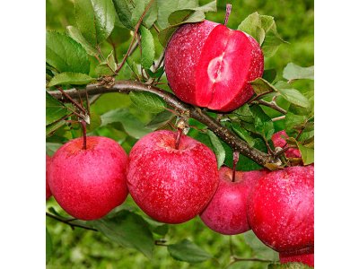 Malus domestica´Baya Marisa´ - raná zimní odrůda červená dužina