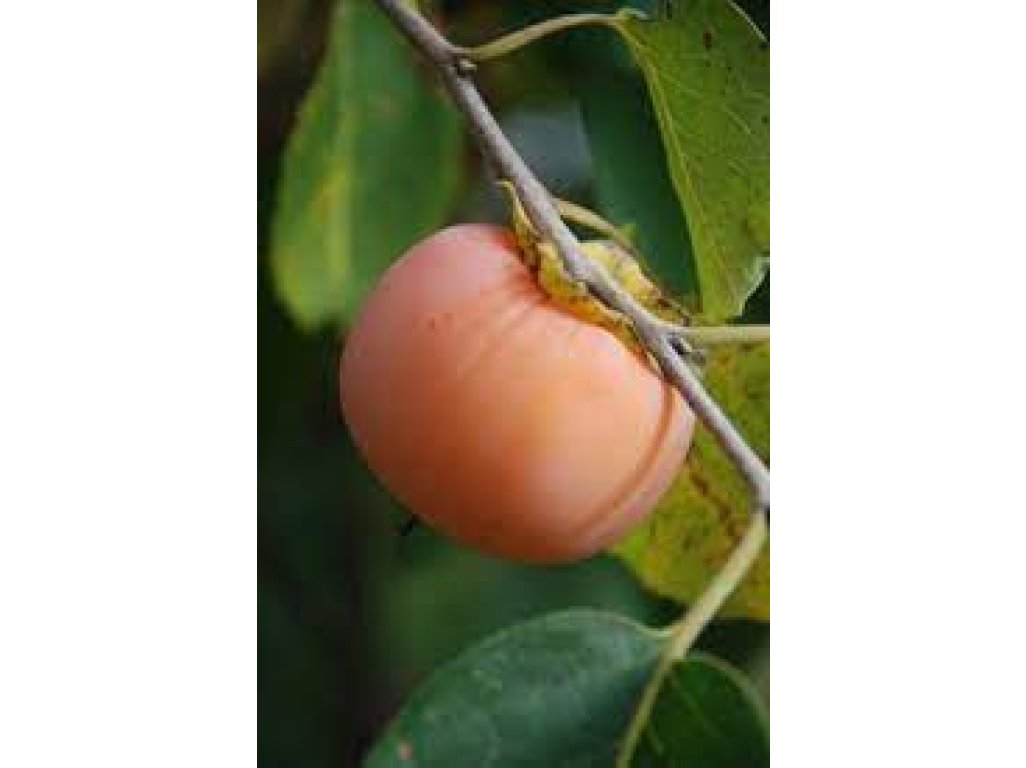 Diospyros virginiana ´Campbell NC-10´ - hardy persimmon