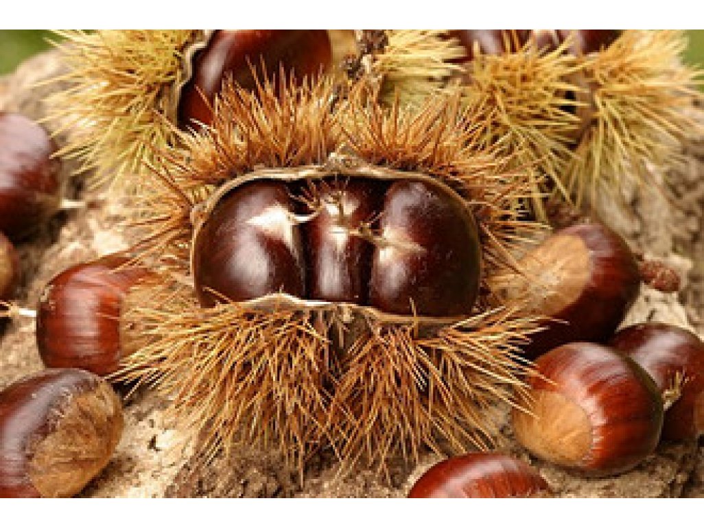 Castanea sativa ´Bouche de Betizac´ - částečně samosprašná odrůda