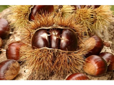 Castanea sativa ´Bouche de Betizac´