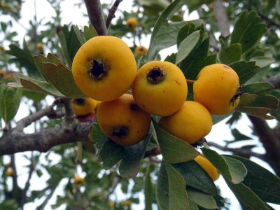 Crataegus azarolus ´Italian White´ - hloh středomořský