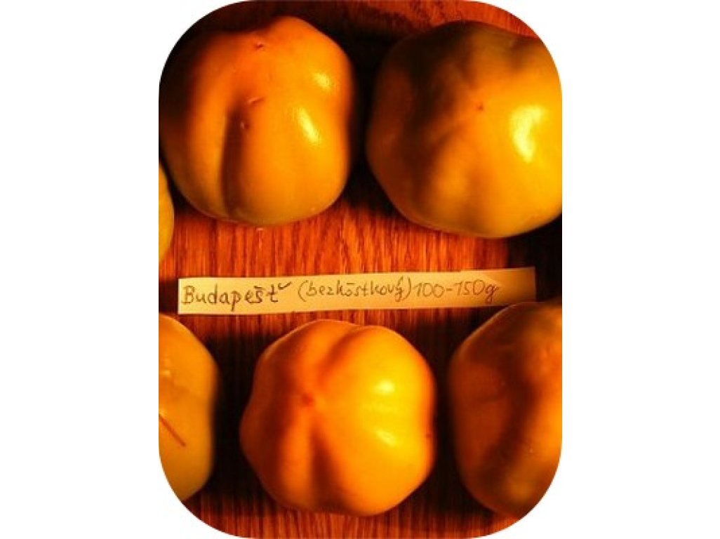 Diospyros kaki ´Budapest´ - japanese persimmon