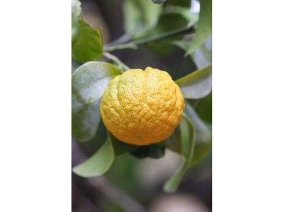 Zimuvzdorné citrusy - hardy citrus