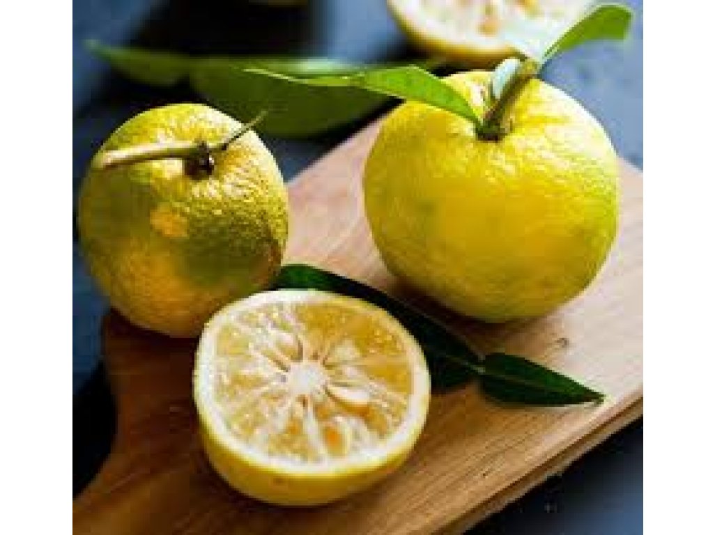 Citrus sp. ´Yuzu No1´ (Citrus junos)