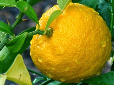 Citrus sp. ´Yuzu No4´ (Citrus junos)