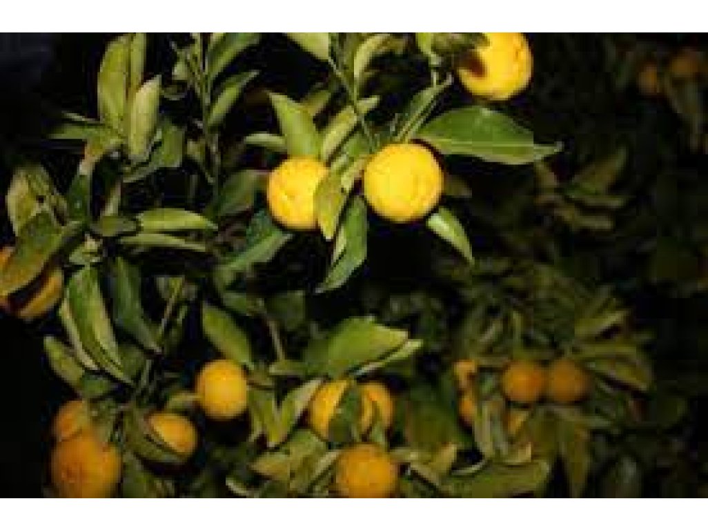 Citrus sp. ´Hana Yuzu´