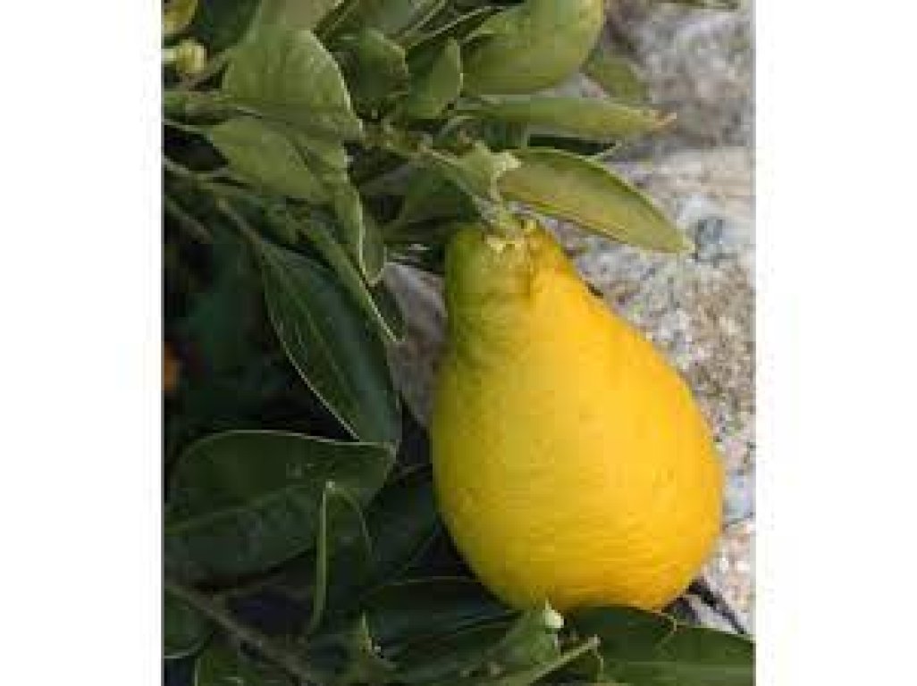 Citrus sp. ´Ichangquat´