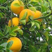 Botanické citrusy - hardy citrus