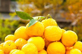 Odolné hybridy - hardy citrus