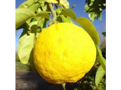 Citrus ichangensis × maxima ´Ichang lemon 153´