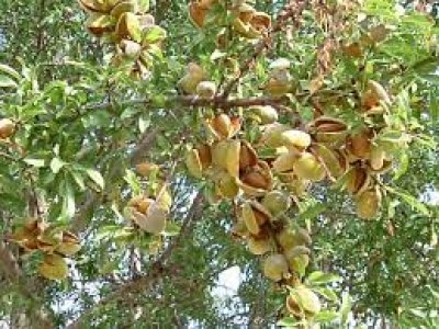 Prunus dulcis ´Filippo Ceo´ - mandloň samosprašná odrůda