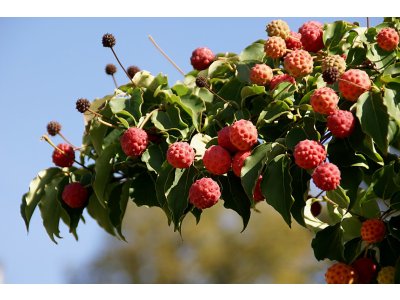 Cornus kousa var. chinensis - dřín japonský